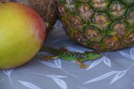 Dessert! Well, the fruits, not the lizard of course.